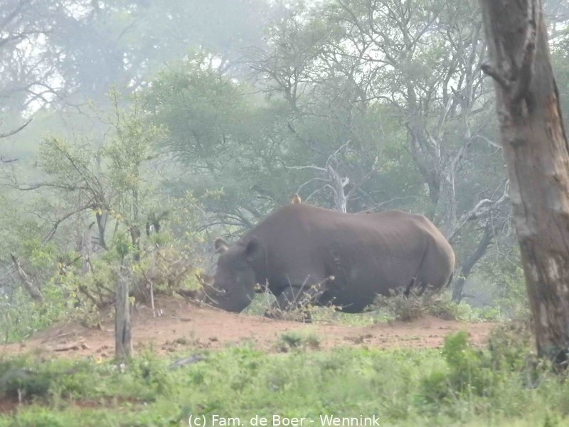 191124_055724-16 Zwarte neushoorn met jong erachter.JPG